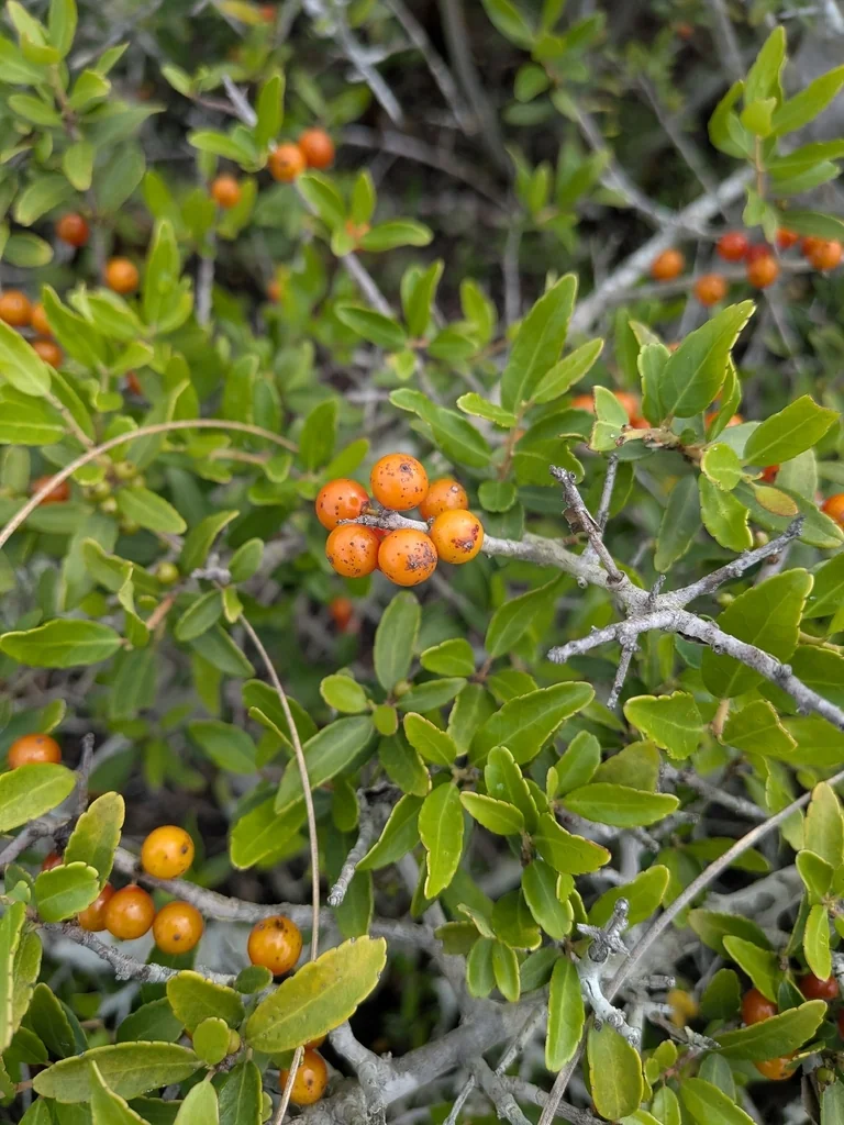 Ilex Vomitoria
