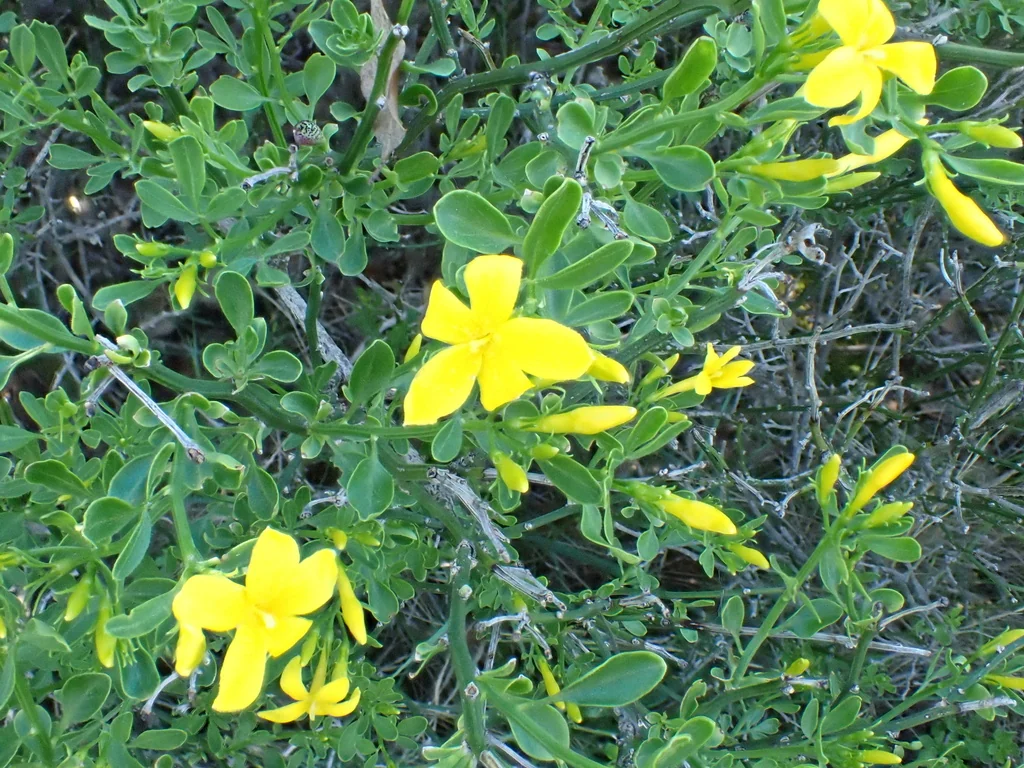 Jasminum Humile