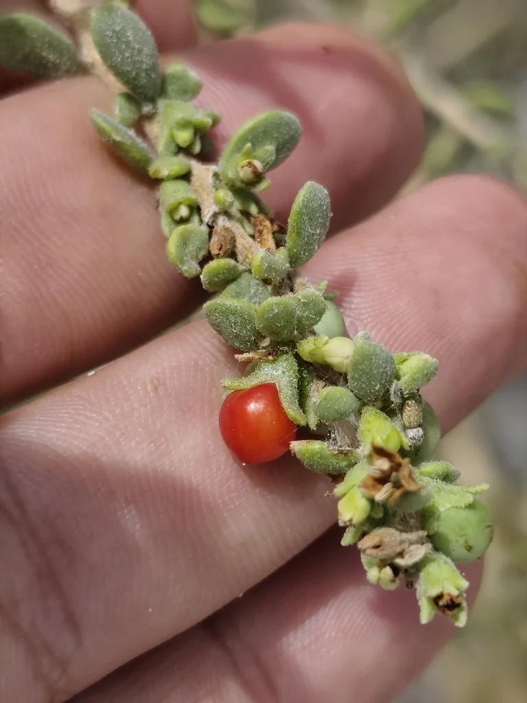 Lycium Brevipes