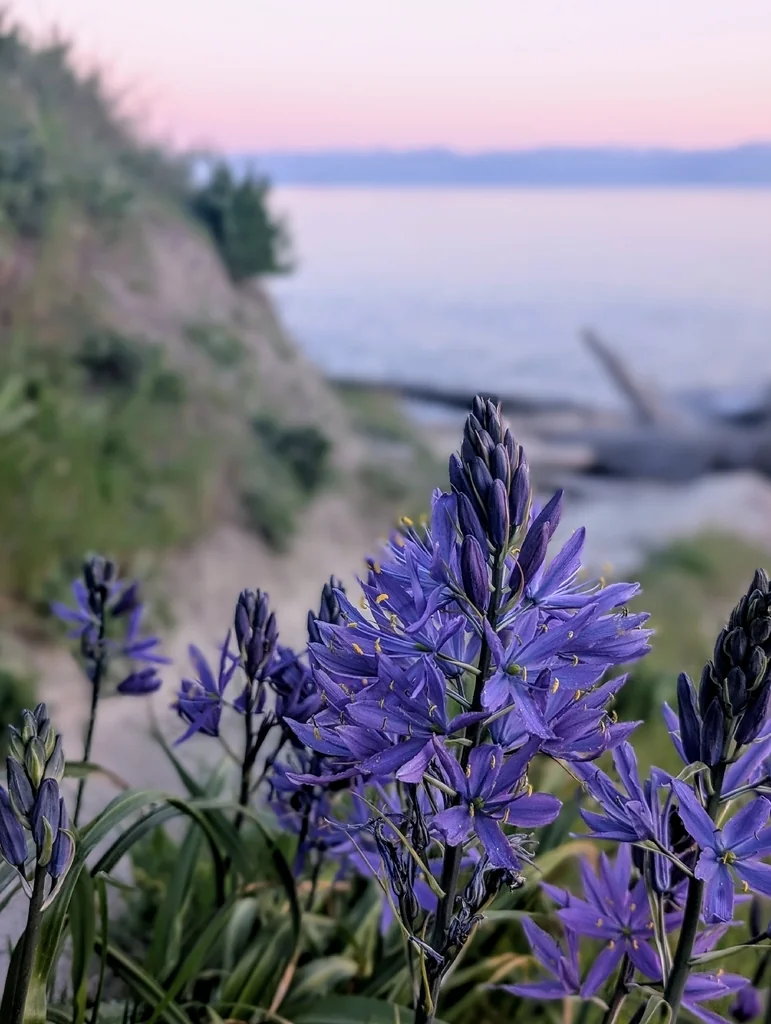 Camassia Leichtlinii