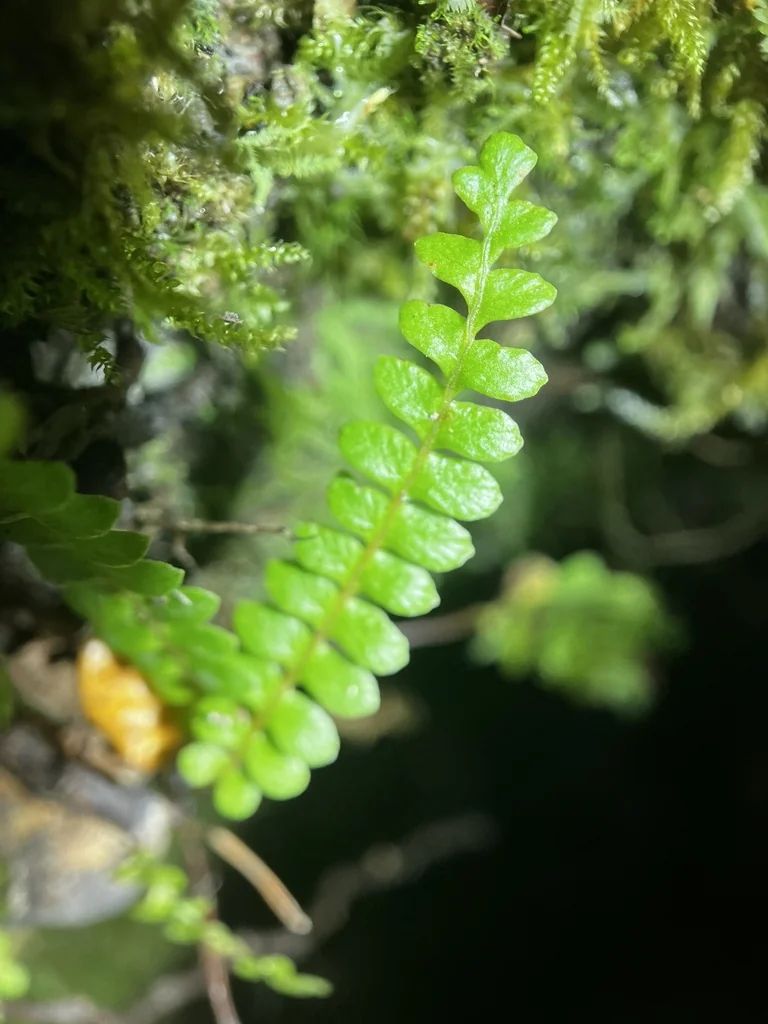 Blechnum Penna-Marina