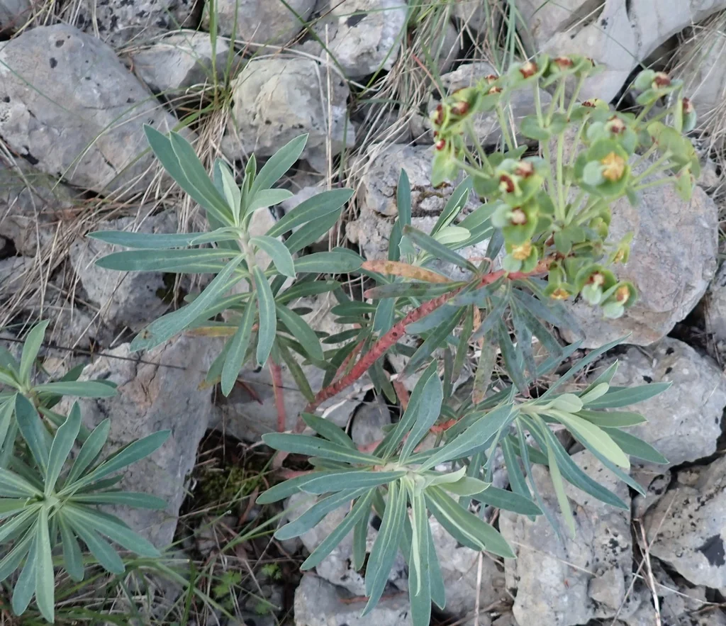 Euphorbia Characias