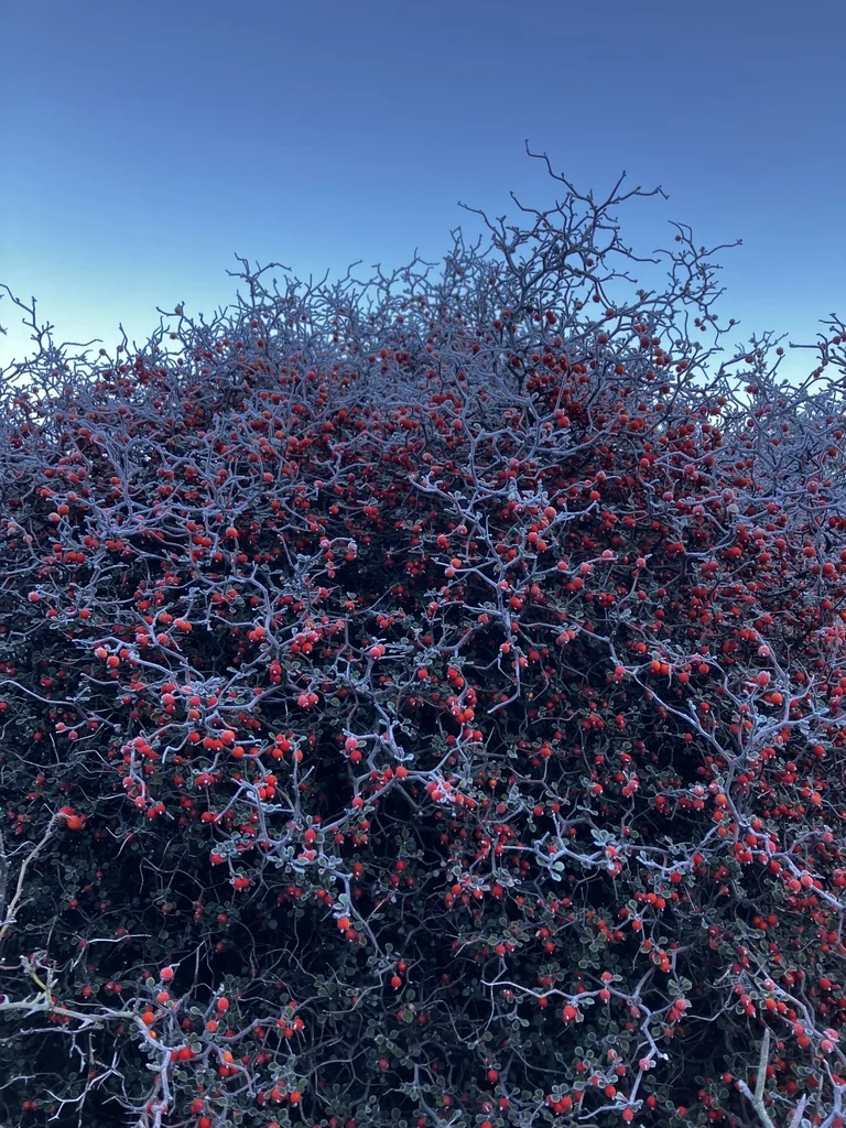 Corokia Cotoneaster