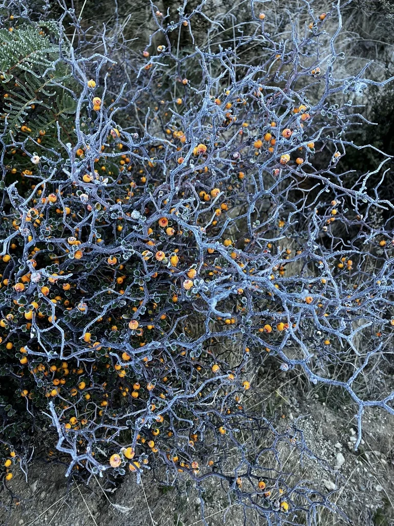 Corokia Cotoneaster