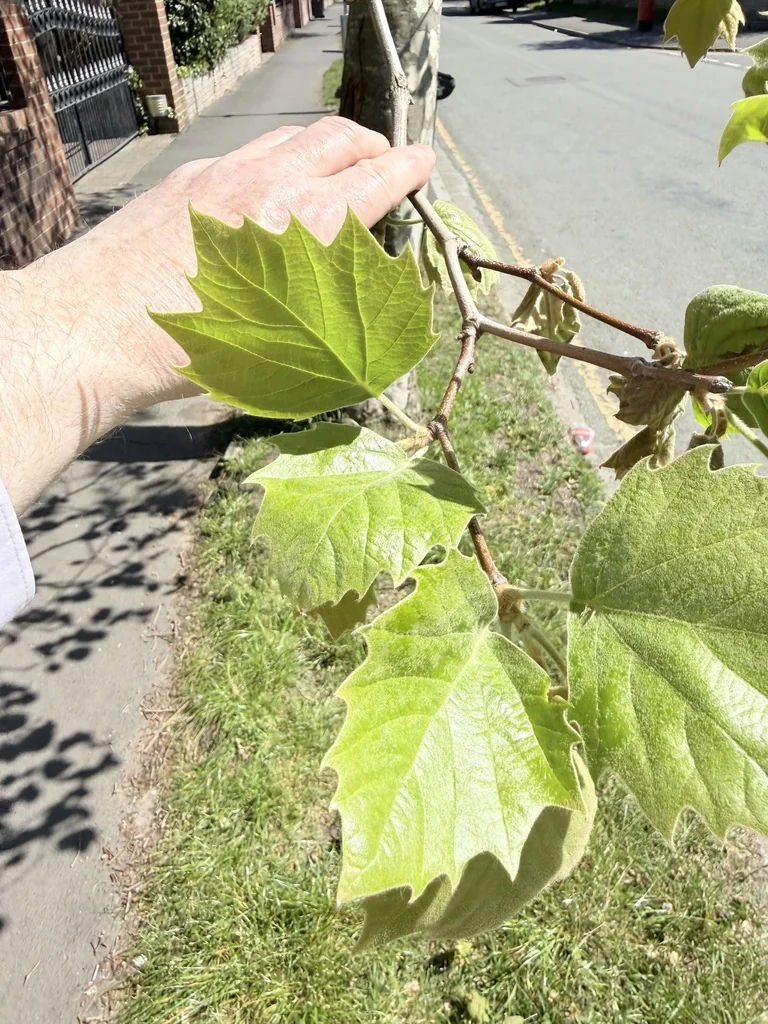 Platanus X Hispanica