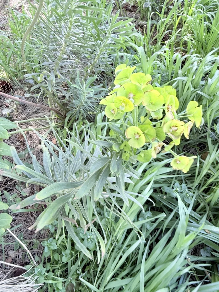 Euphorbia Characias