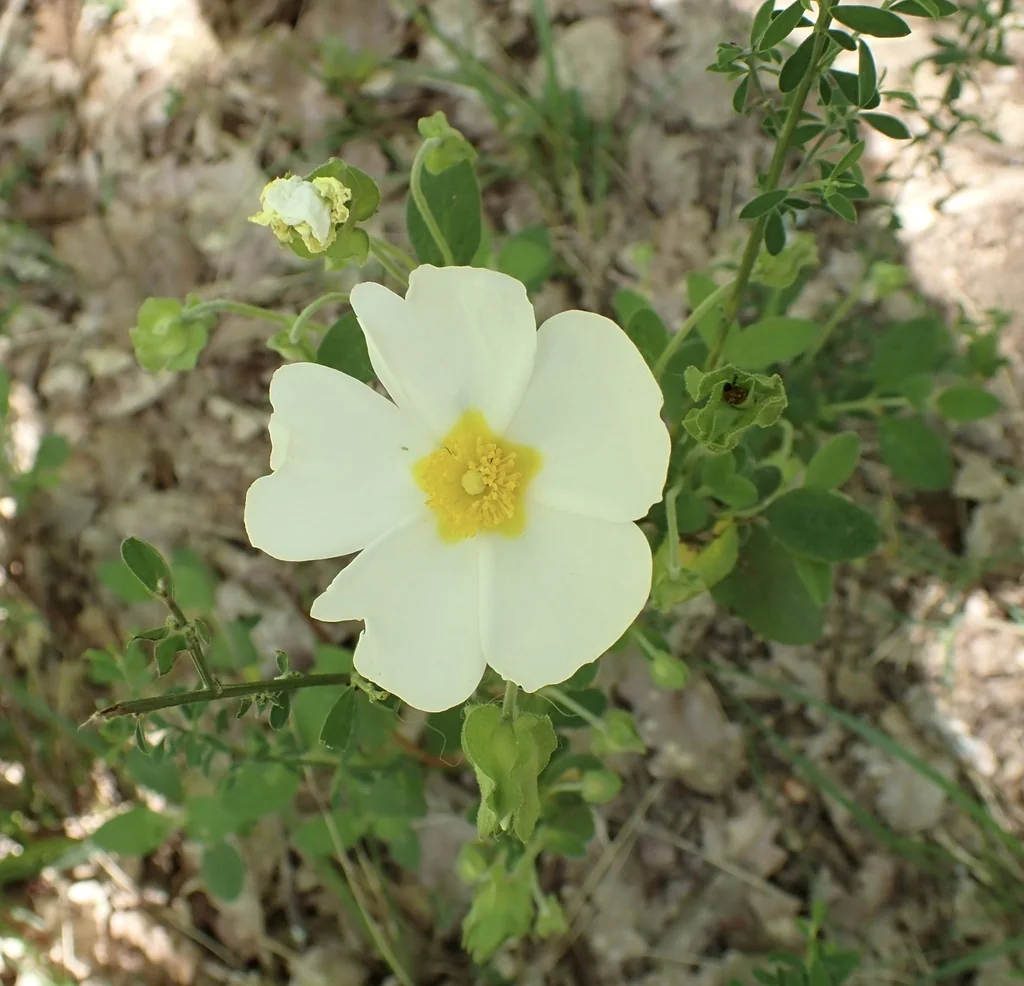 Cistus Salviifolius