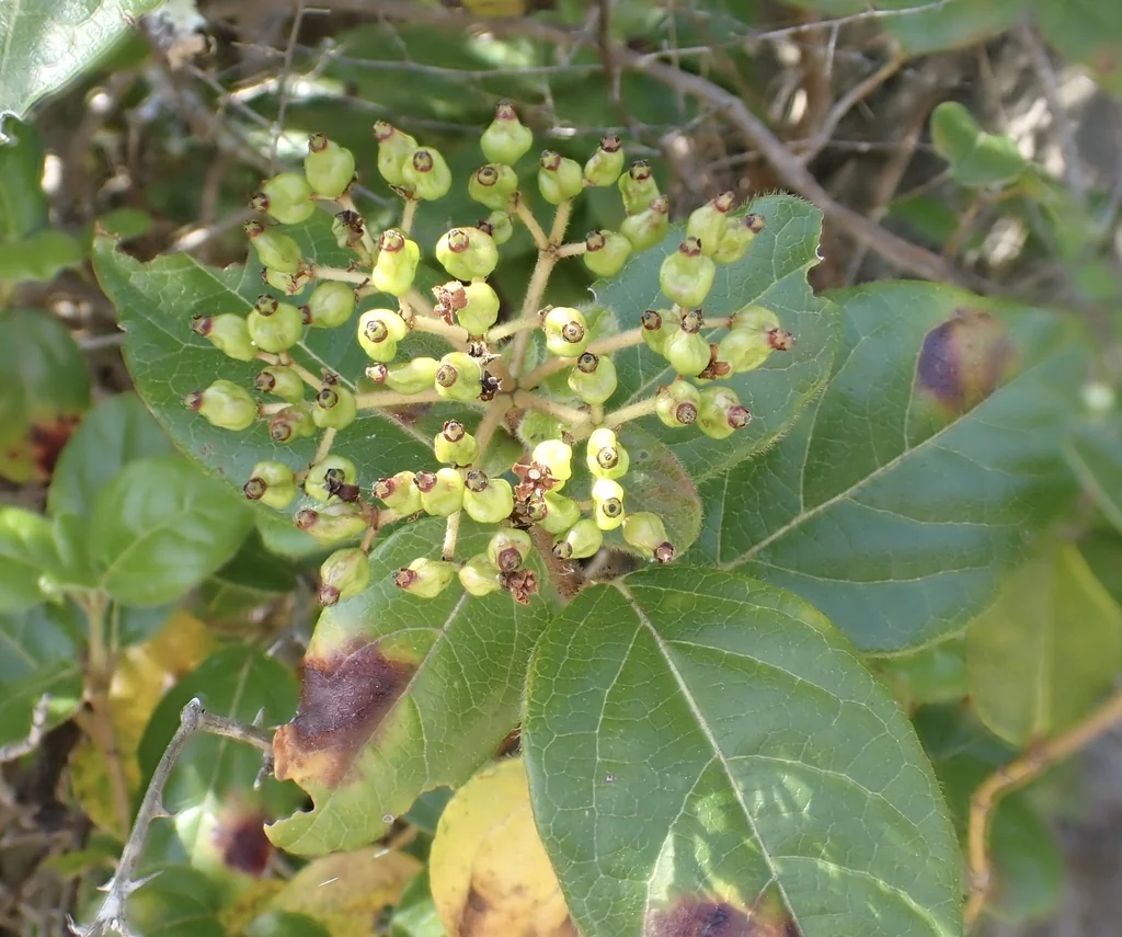 Viburnum Tinus