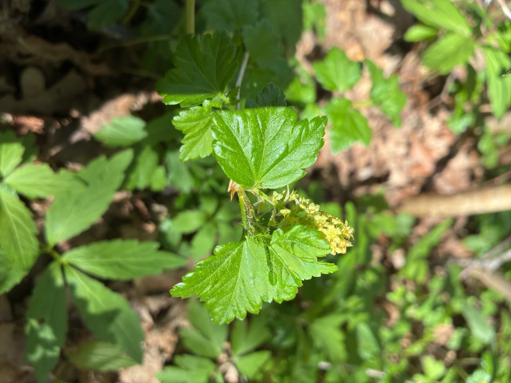 Ribes Alpinum