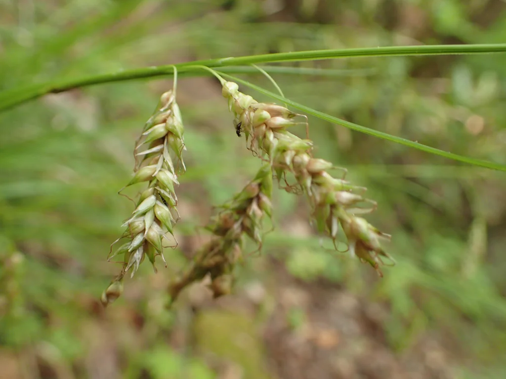 Carex Cherokeensis