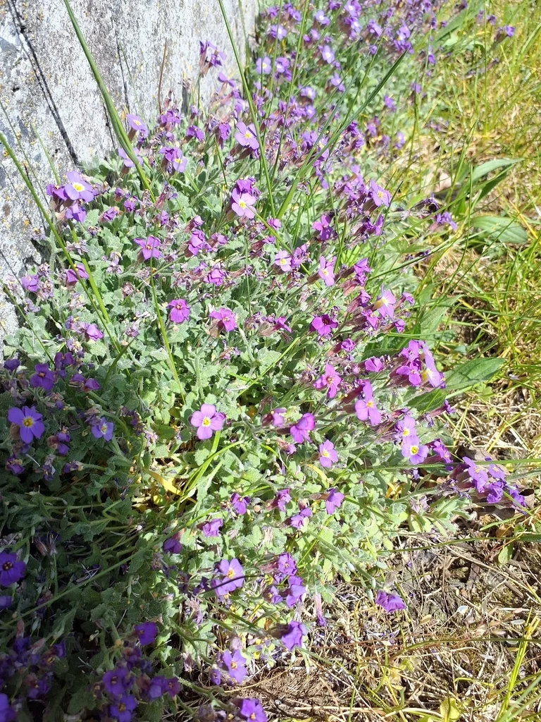 Aubrieta Deltoidea
