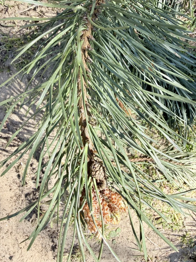 Pinus nigra