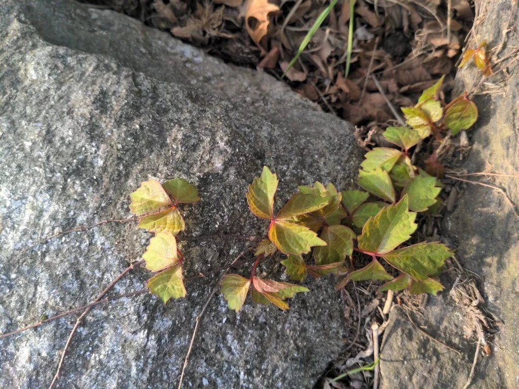 Parthenocissus Tricuspidata