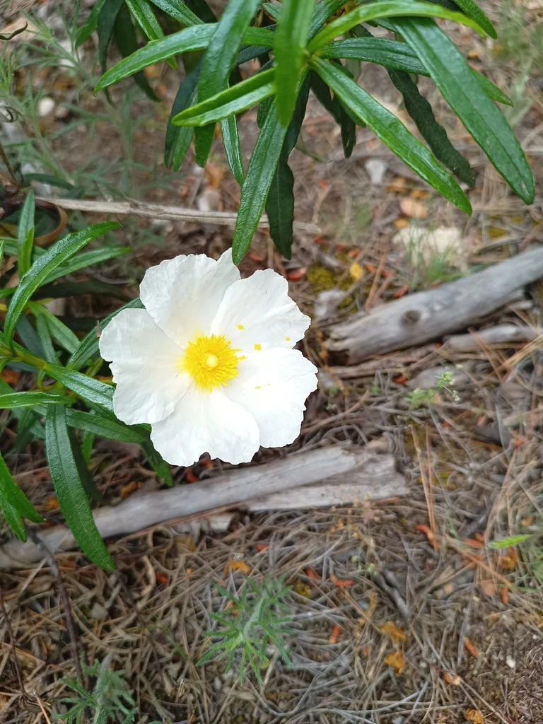 Cistus Ladanifer