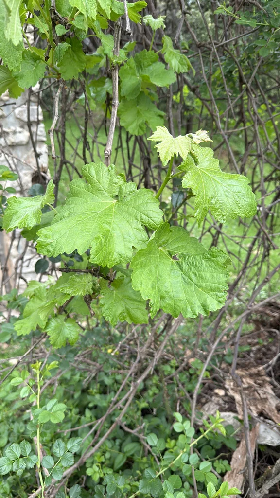 Vitis Vinifera