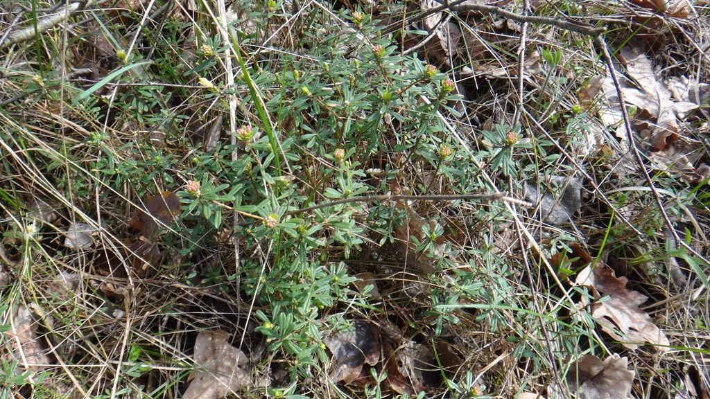 Daphne Cneorum