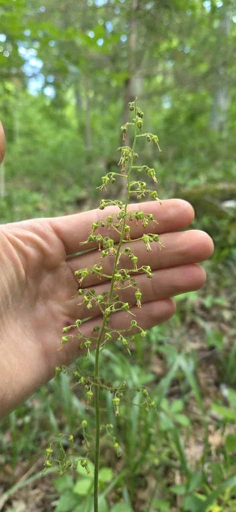 Heuchera Americana