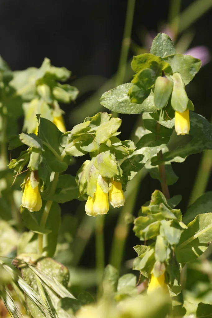 Cerinthe Major
