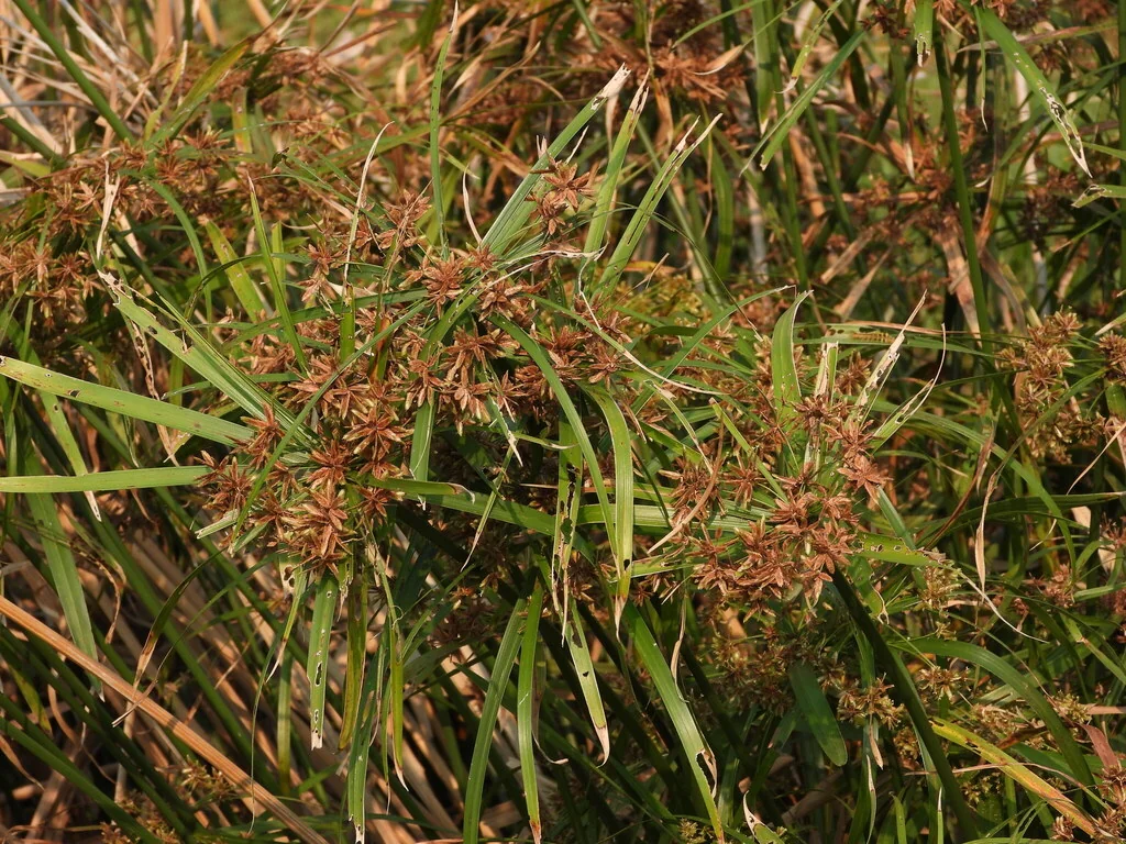 Cyperus Alternifolius