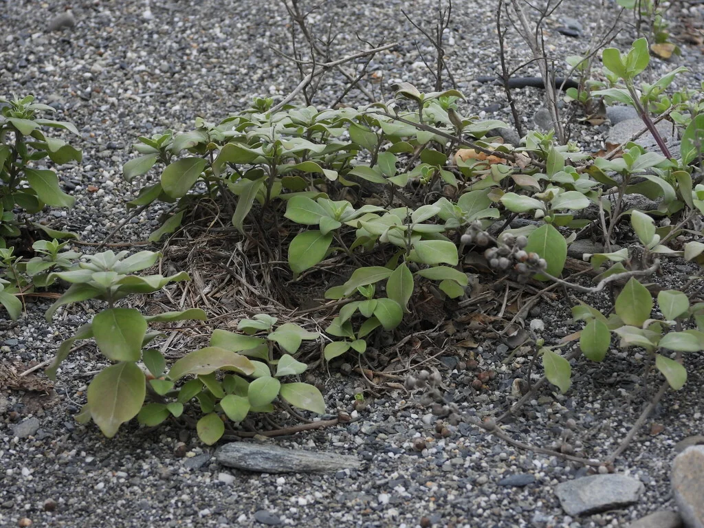 Vitex Rotundifolia