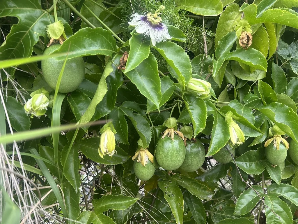 Passiflora Edulis