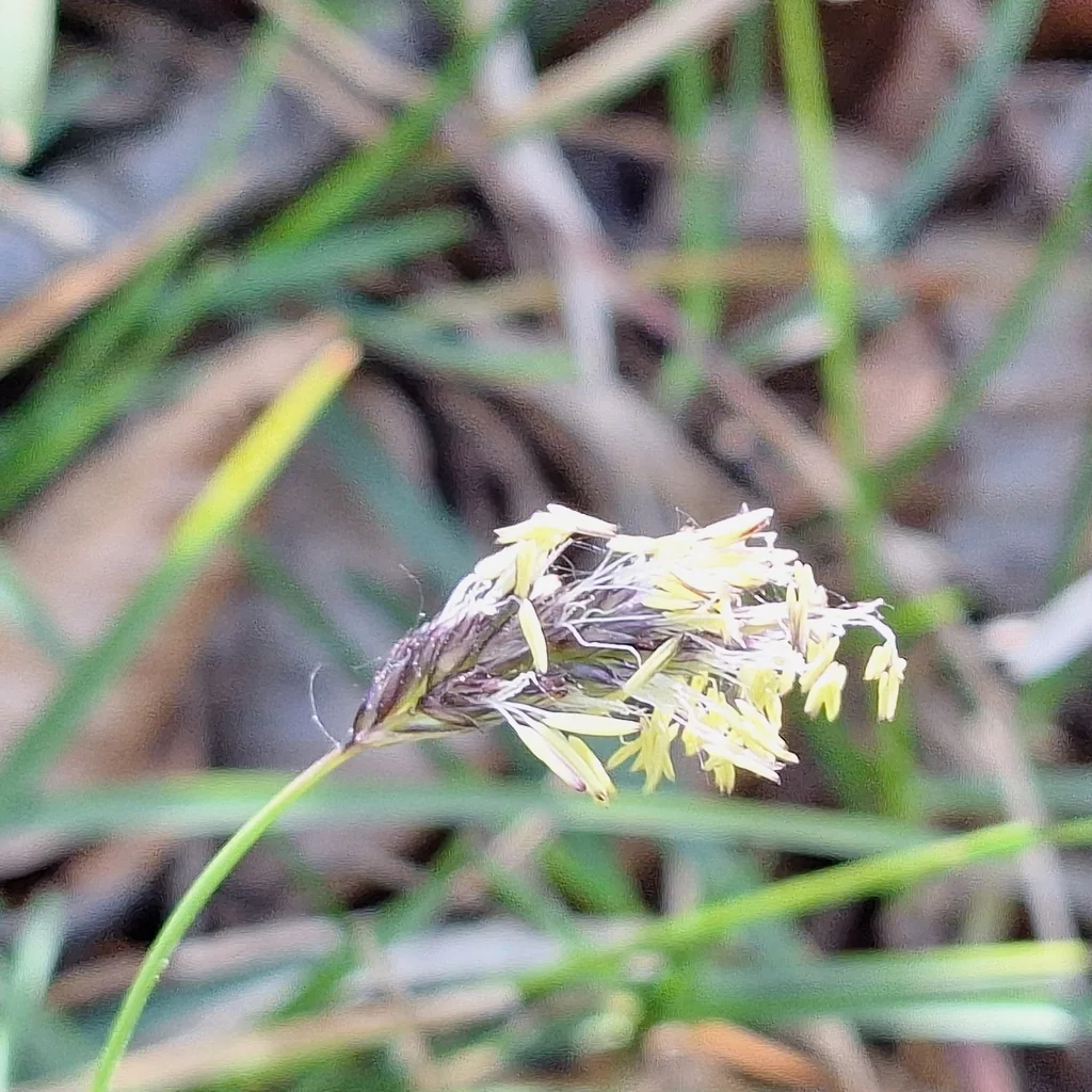 Sesleria Caerulea