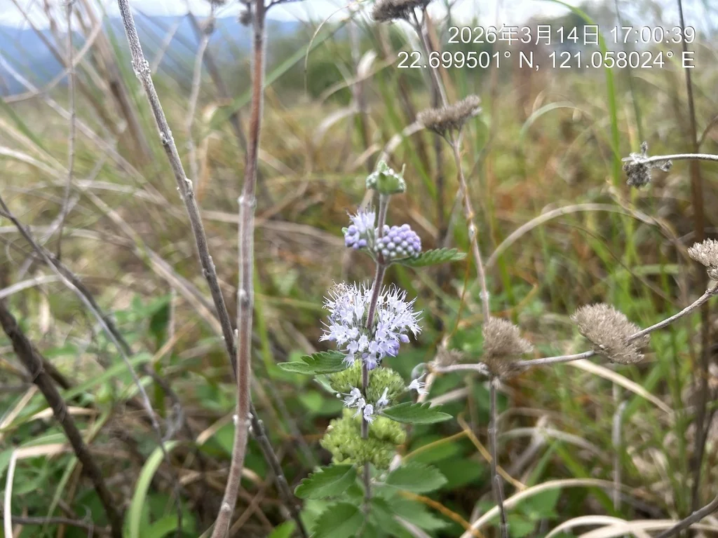 Caryopteris incana
