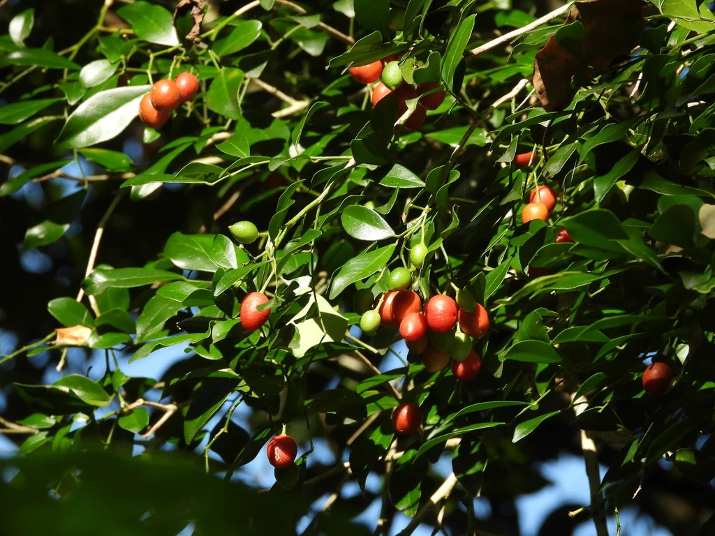 Murraya Paniculata