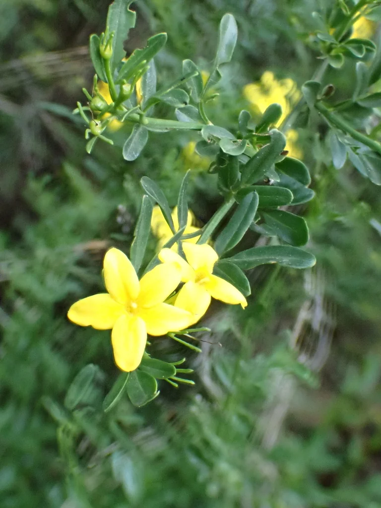 Jasminum Humile