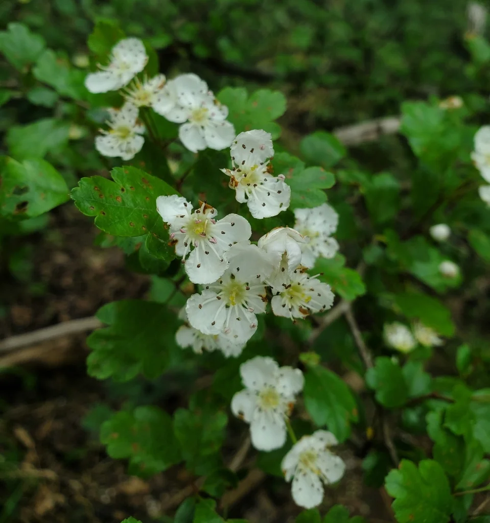 Crataegus Laevigata
