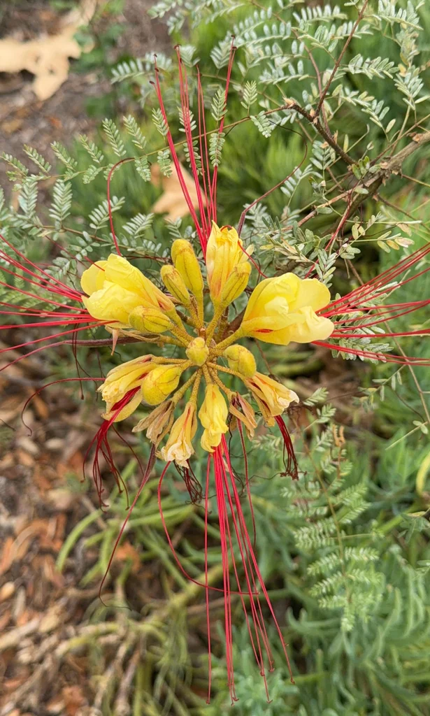 Caesalpinia Gilliesii