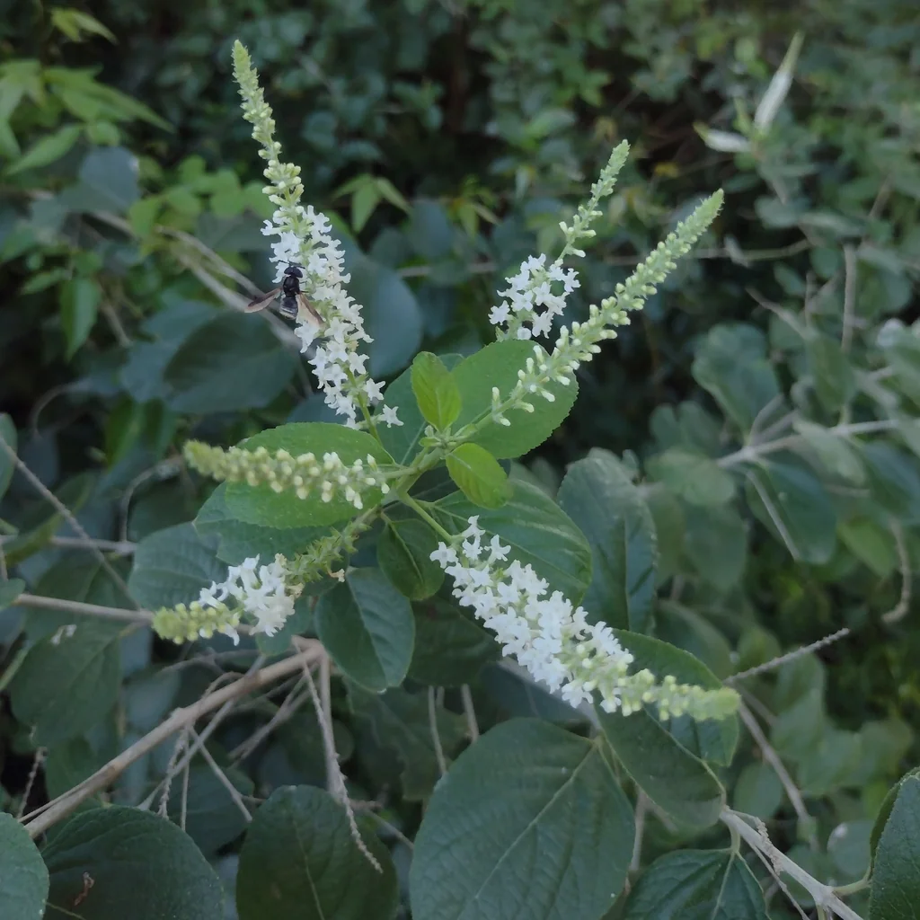 Aloysia Virgata