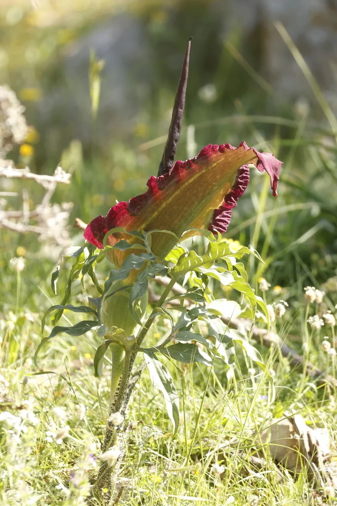 Dracunculus Vulgaris
