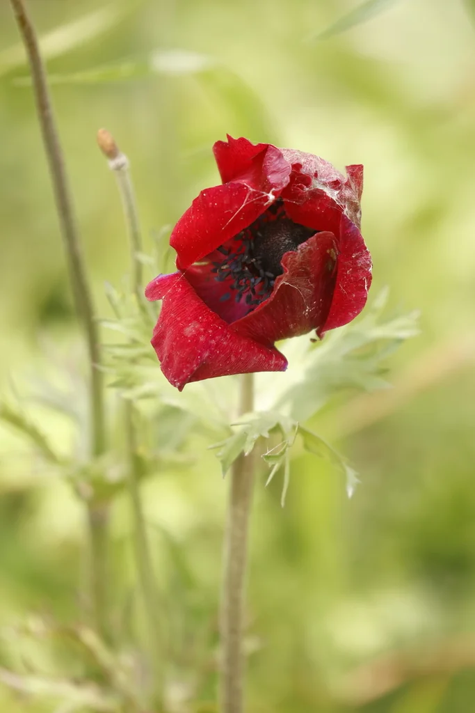 Anemone Coronaria