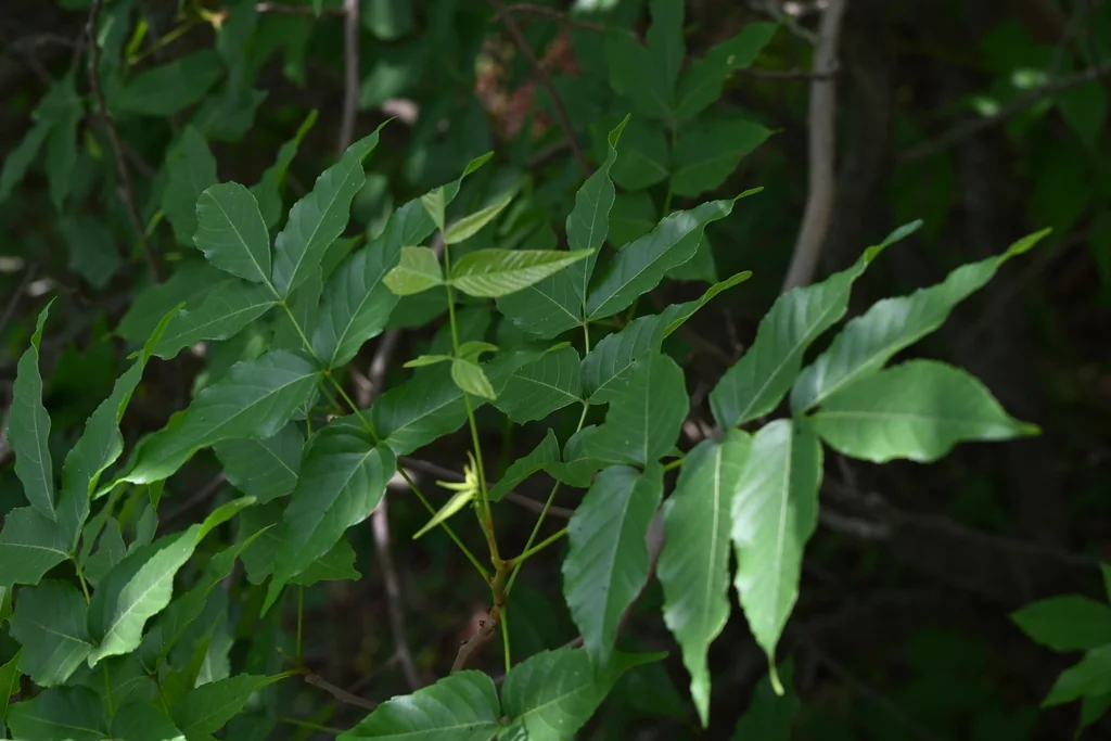 Ungnadia Speciosa