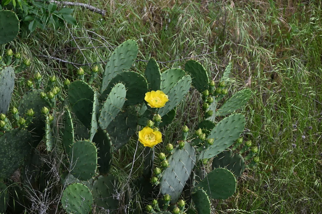 Opuntia Lindheimeri