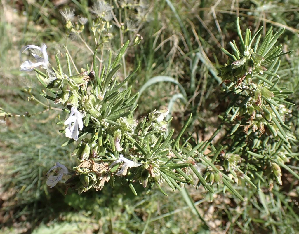 Rosmarinus Officinalis