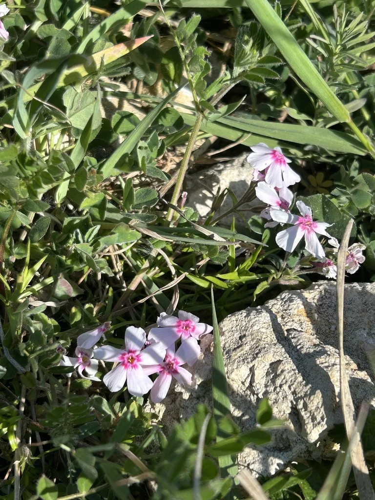 Phlox Subulata