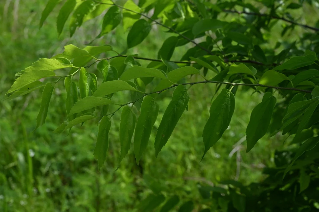 Celtis Laevigata