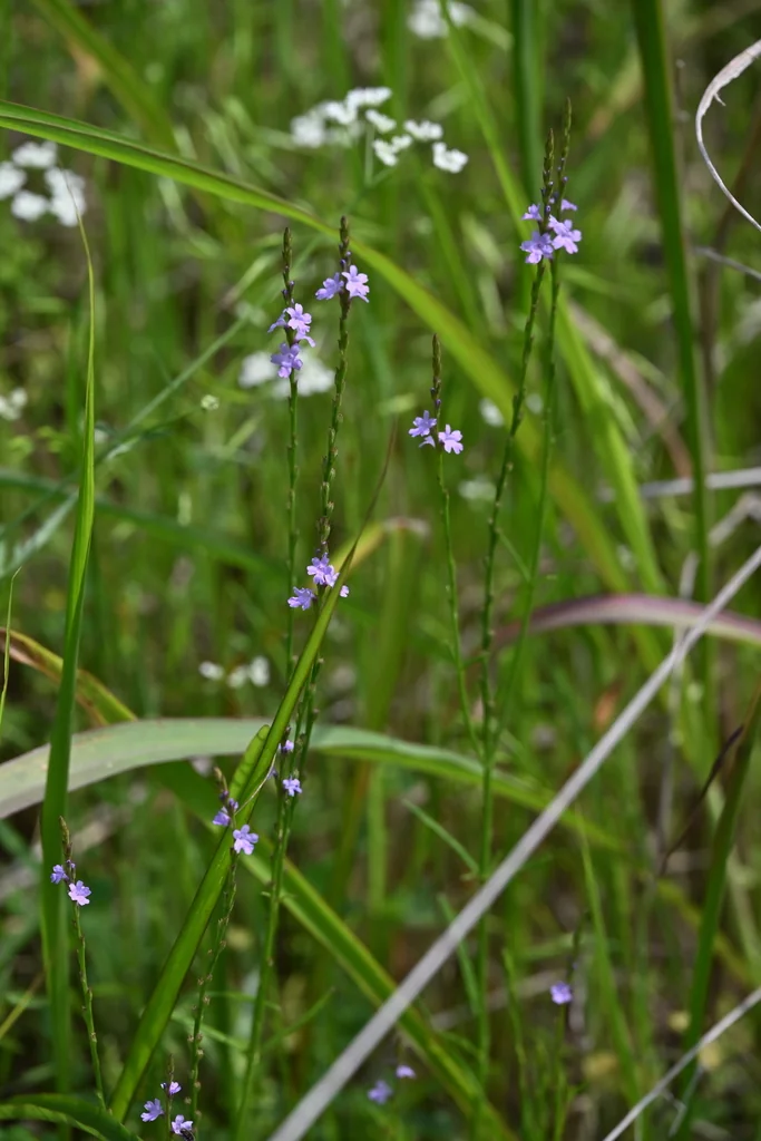 Verbena Halei