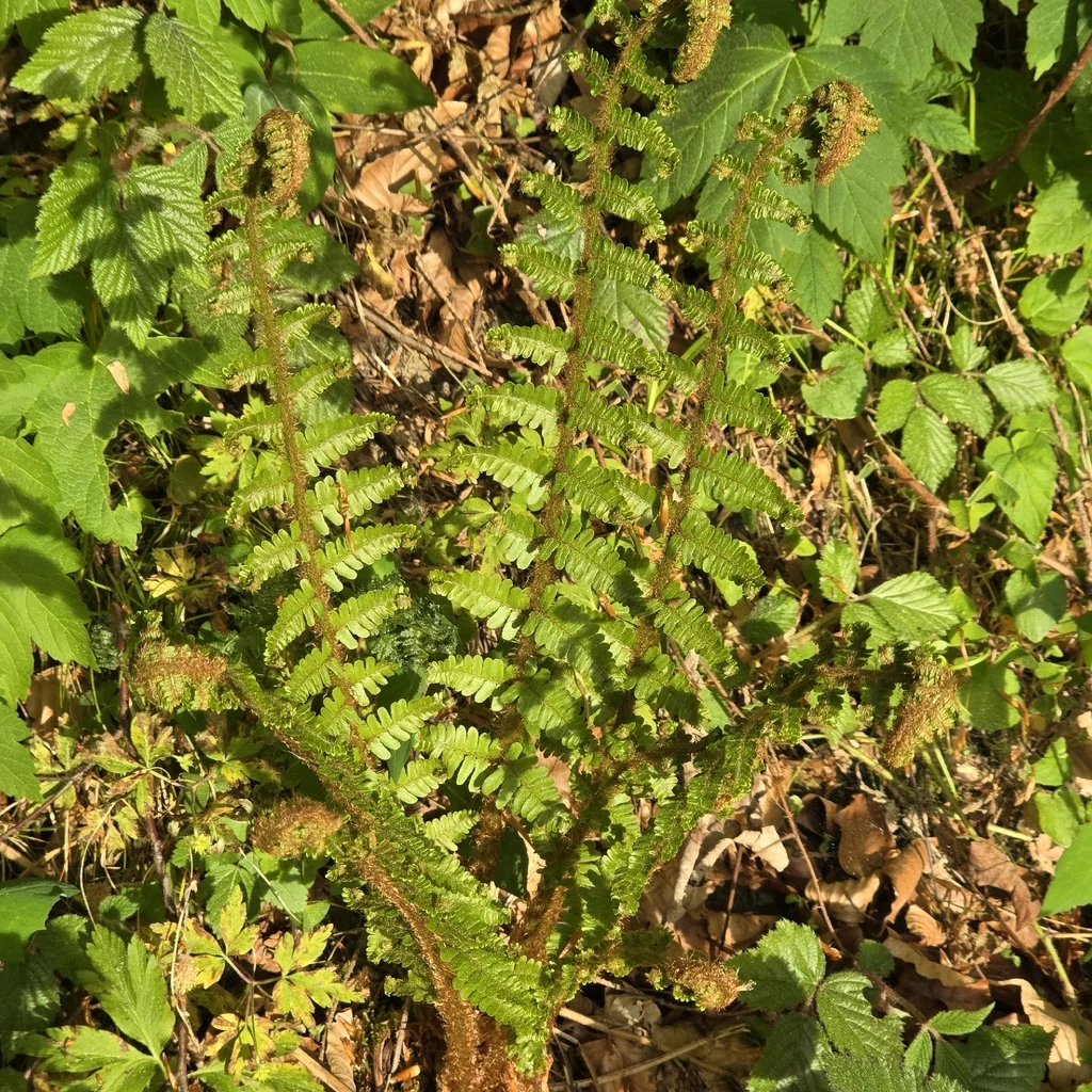 Dryopteris Affinis