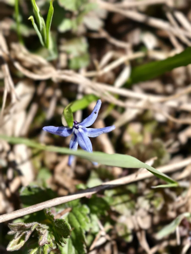 Scilla Siberica
