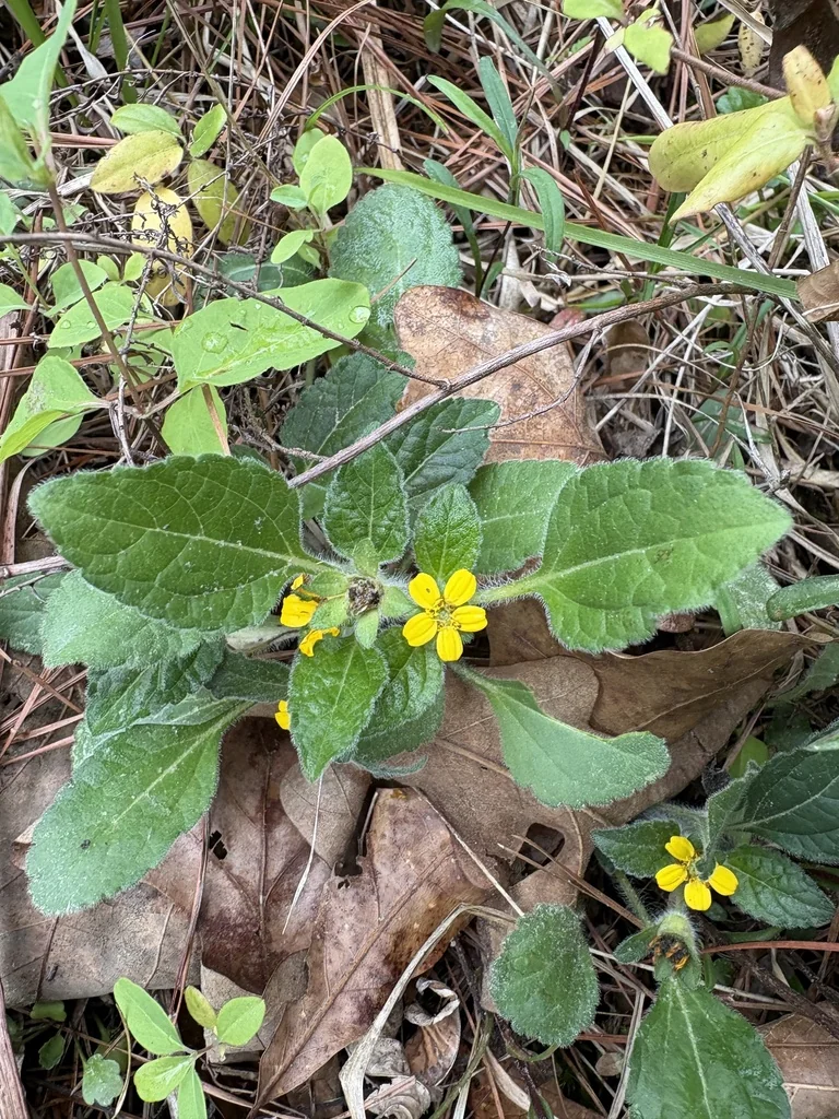 Chrysogonum Virginianum