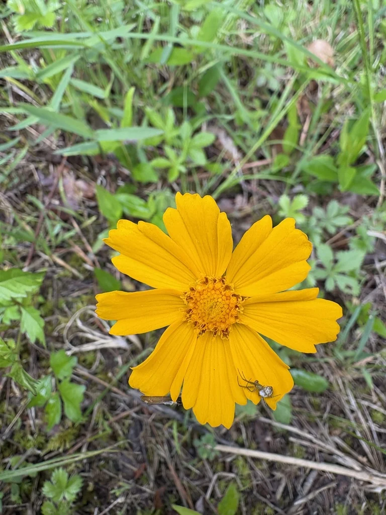 Coreopsis Auriculata