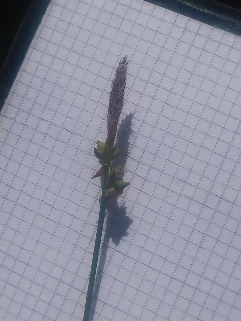 Carex Pensylvanica