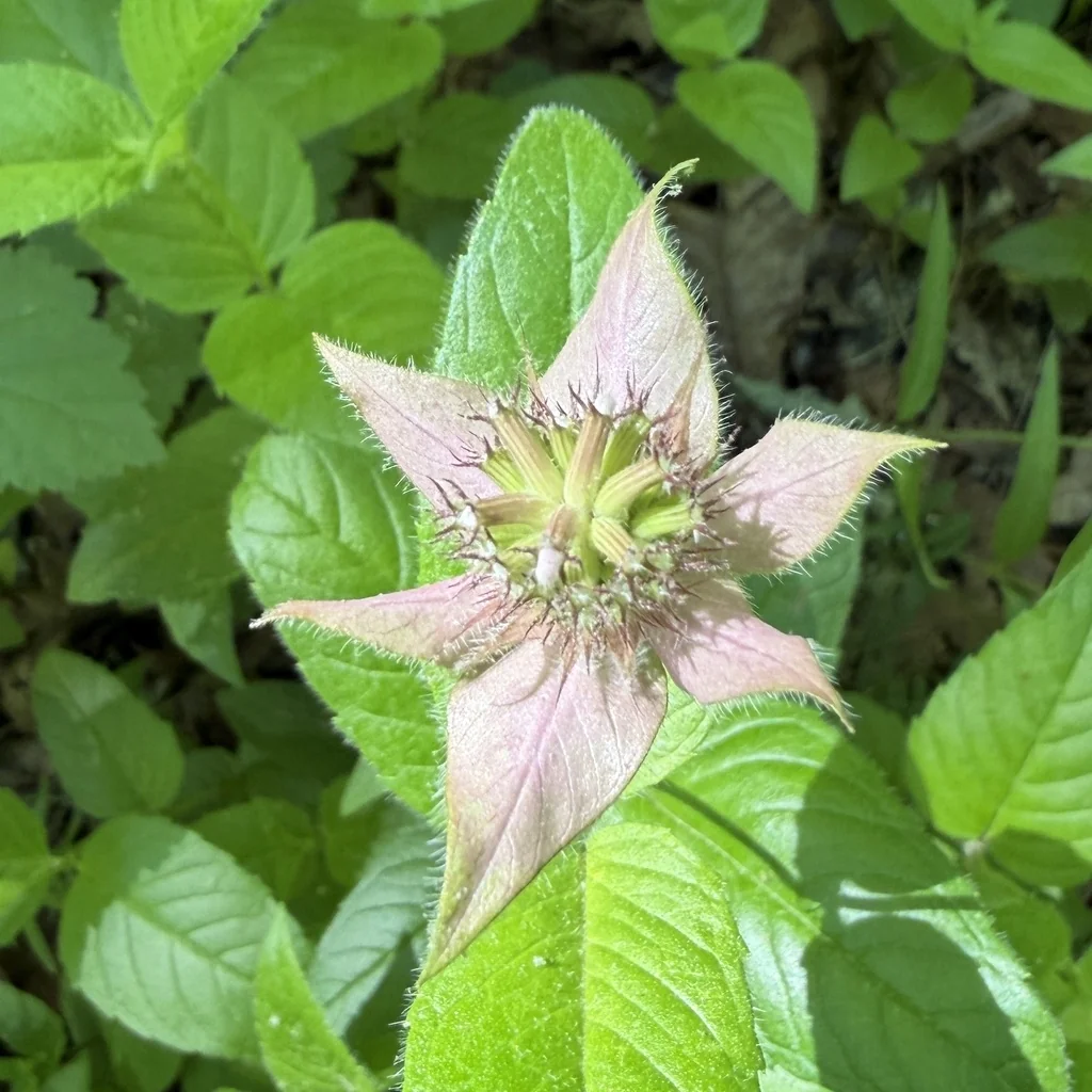 Monarda Bradburiana
