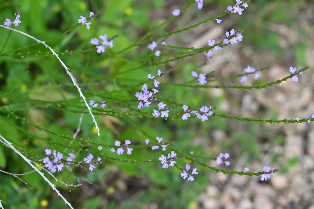 Verbena Halei