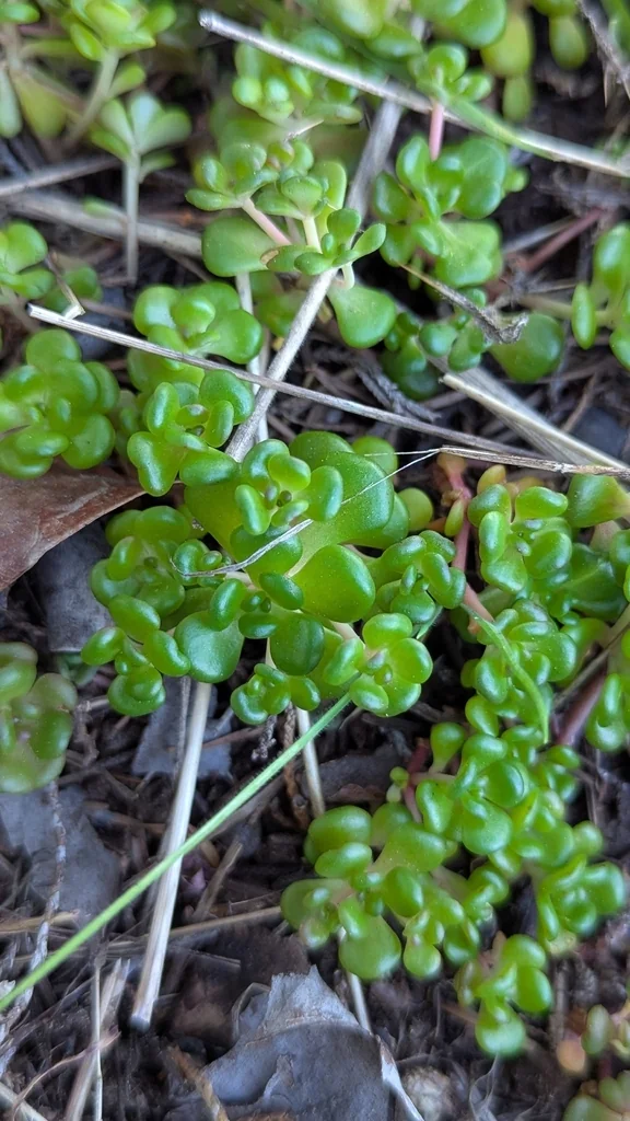 Sedum Oreganum