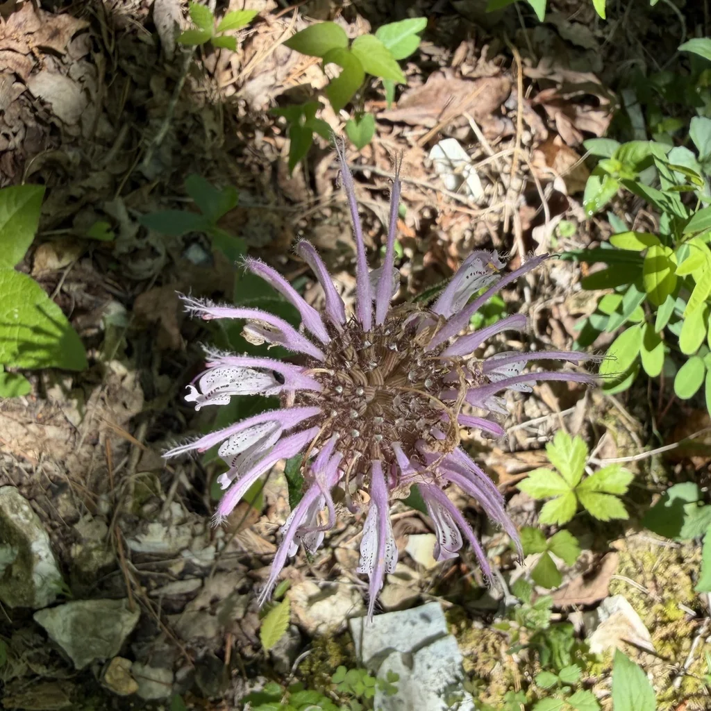Monarda Bradburiana