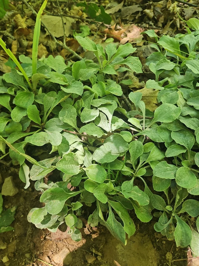 Antennaria Plantaginifolia